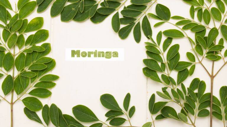 Moringa oleifera